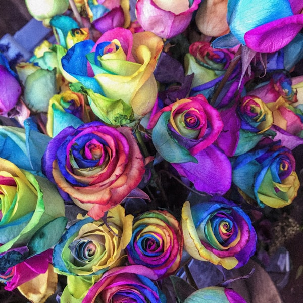 بهجة عباد الشمس الصيفي